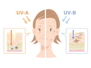 紫外線と肌の関係