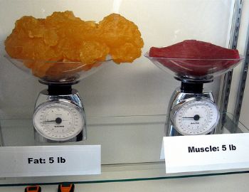 脂肪と筋肉